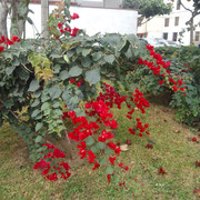 IMG 20260527 WA0033