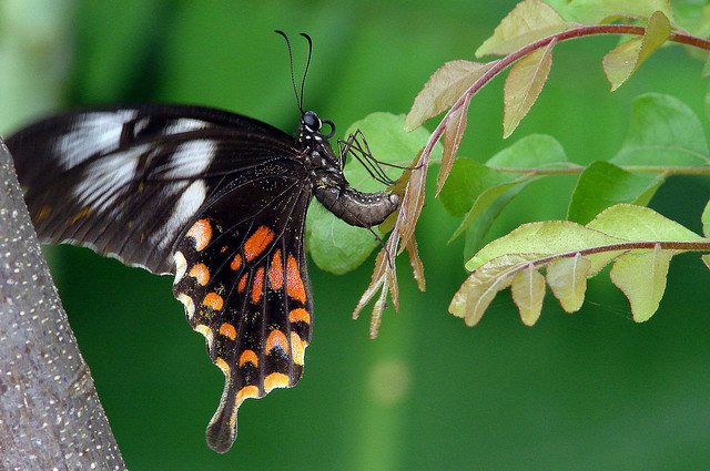 Common-Mormon-Papilio-polytes