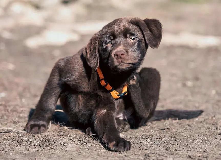 Is Your Puppy's Itching a Sign of Fleas?