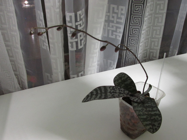 IMG-4111