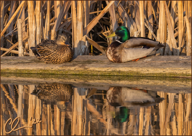 mallards-CAS08463