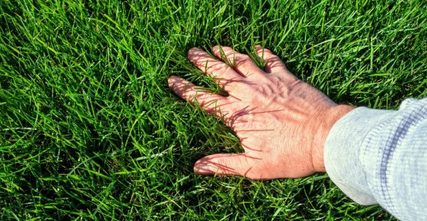 Tips for Maintaining a Healthy Lawn Throughout the Year
