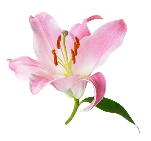 shutterstock 2175478739 Copy.jpg