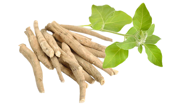 Ashwagandha KSM-66