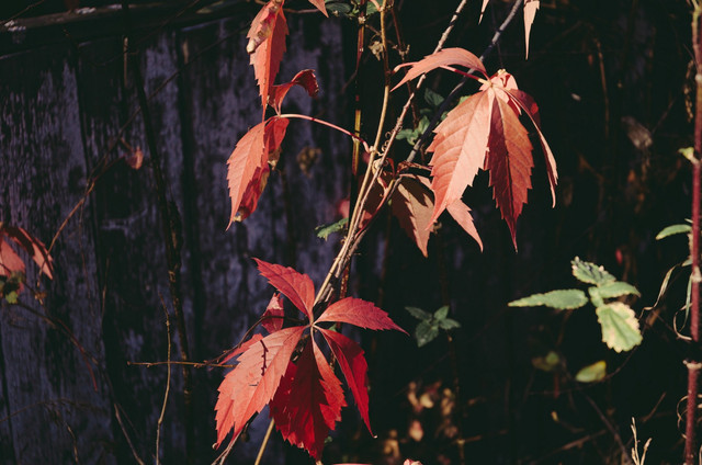 DSC 9954 2.jpg