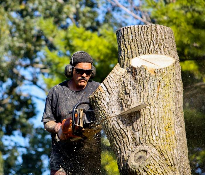 7 Signs You Need Tree Removal in Anchorage AK (Expert Advice)