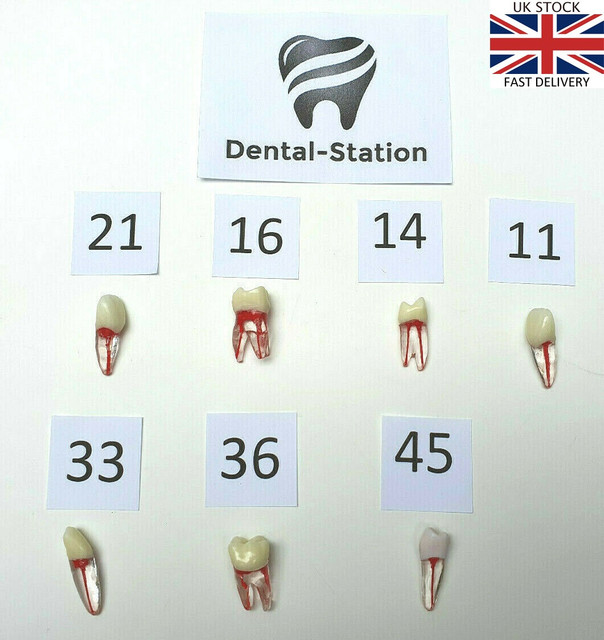 Teeth-main-T1