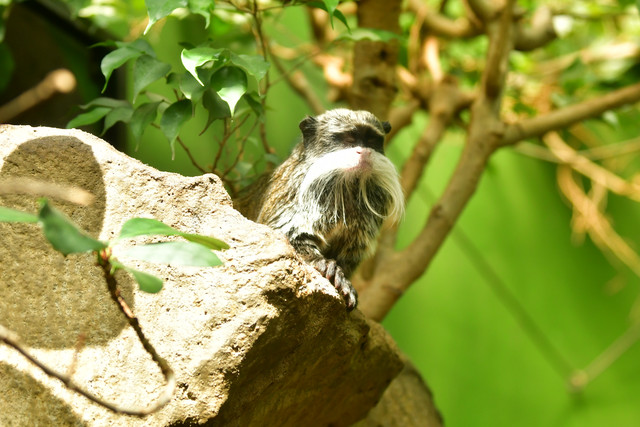 Emperor tamarin at Copenhagen Zoo