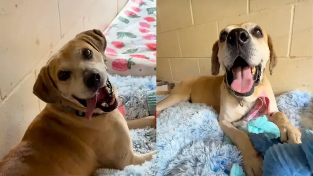 Senior Shelter Dog's Plea for Company Goes Viral