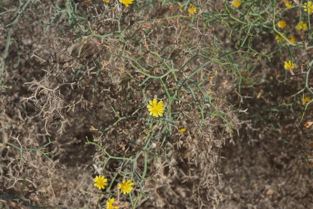 DSCF8546