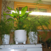 IMG 6479