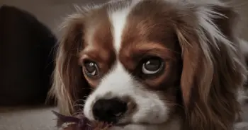 Calming Canine Companion: Chamomile's Anxiety Relief