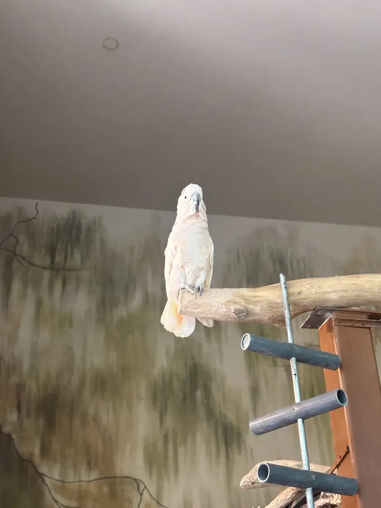 Cockatoo