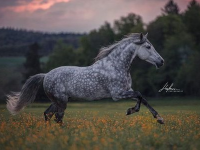 Marcos