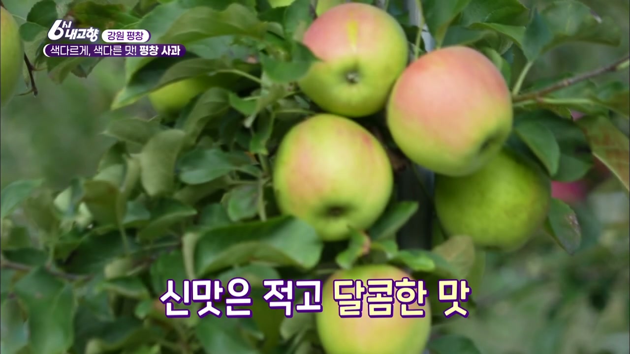6시내고향 평창 사과 추가 캡처 2