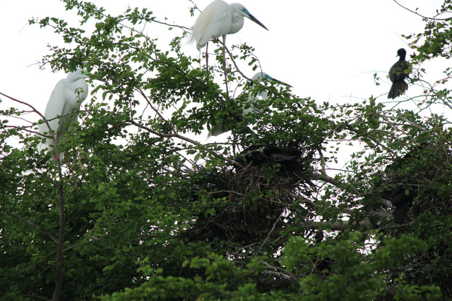 IMG 1020.jpg