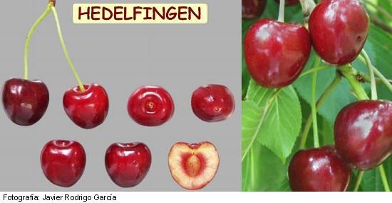 Hedelfingen cherry