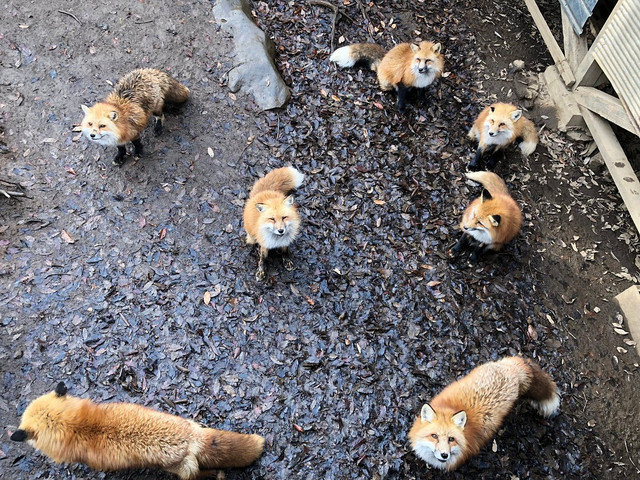 fox-1
