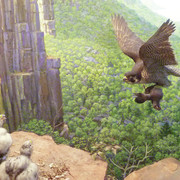 Peregrine Falcon