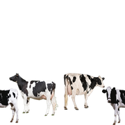 cows-zpsjxfdr98n