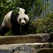 Panda-at-Adelaide-Zoo