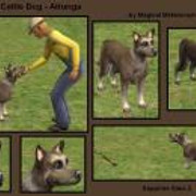 Attunga-Australian-Cattle-Dog