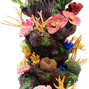 coral5