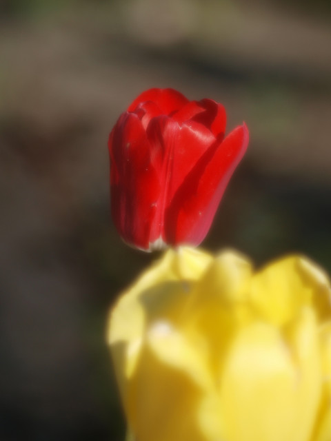 P4294216-3.jpg