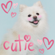 cutiedog
