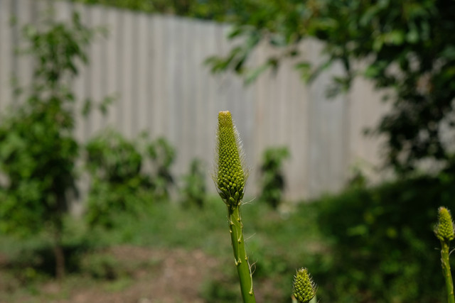 DSCF6180