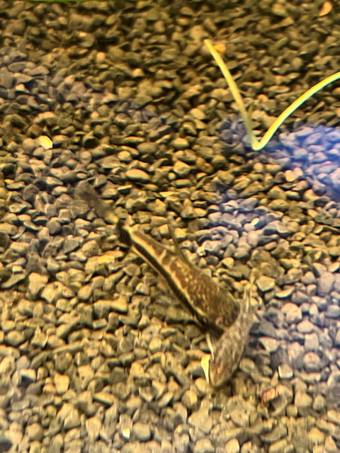 IMG-0281