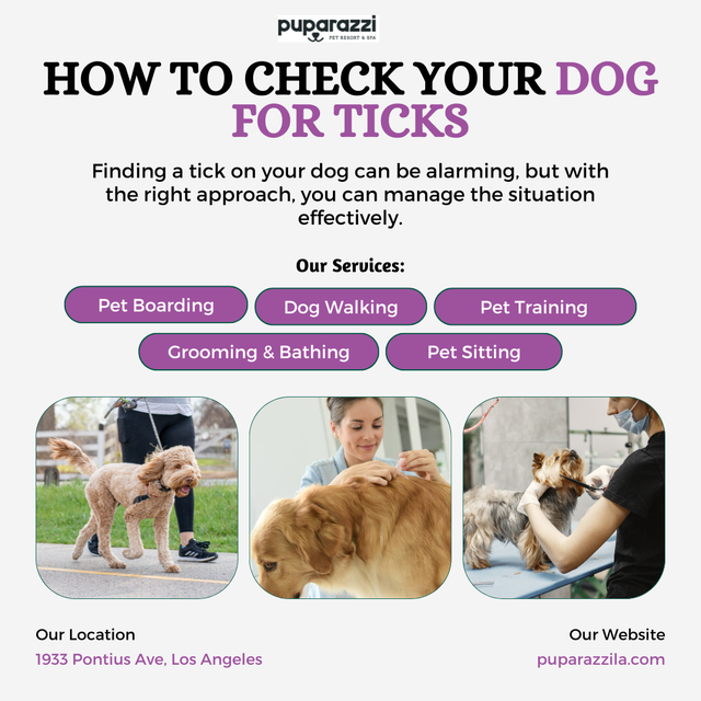 Finding a tick on your dog can be alarming, but with the right approach, you can manage the situation effectively. Regular checks for ticks on dogs are key to preventing any serious health issues. By knowing how to check your dog for ticks, safely remove them, and properly dispose of them, you can keep your pet healthy and happy. read Blog :-https://puparazzila.com/2024/08/03/how-to-tell-if-your-dog-has-a-tick-and-what-to-do-about-it/