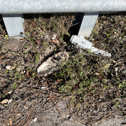 IMG-9347