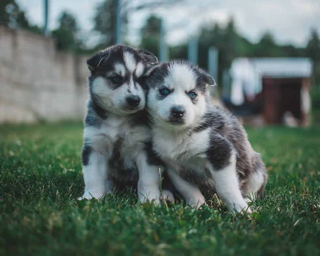 Dog Rescuer Saves Neglected Husky Trapped in Backyard