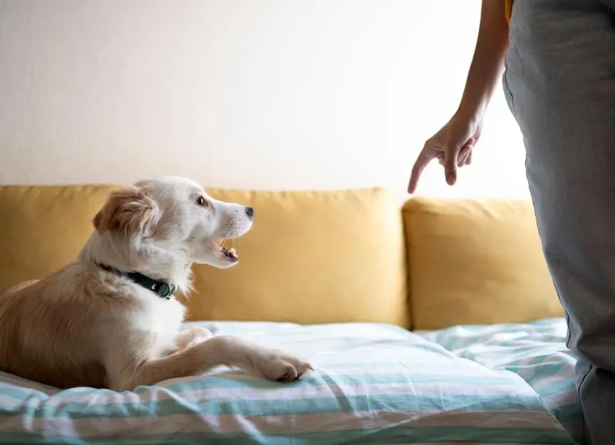 Dogs Give Subtle Cues When Needing Personal Space