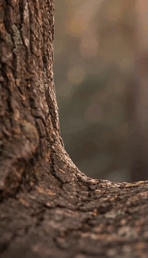 Image.gif