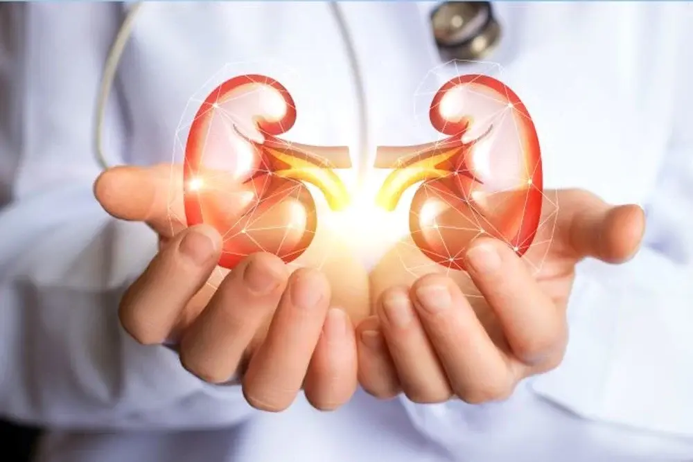 The Silent Ageing Organ and How to Protect Your Health With Three Simple Methods