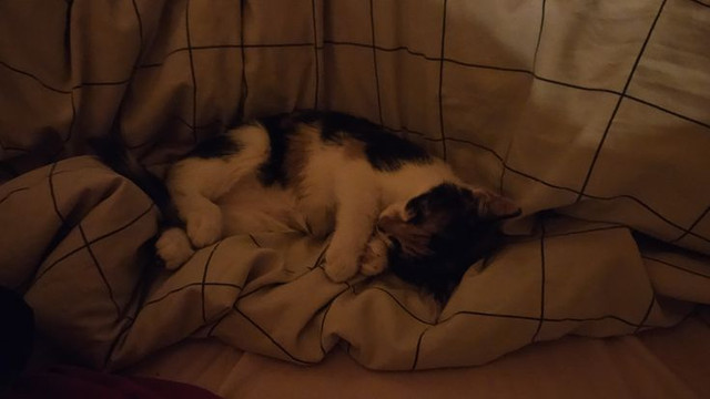 kitty