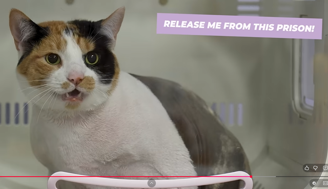 certifiedchonk