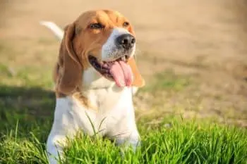 Optimal Omega-3 Levels for Canine Health