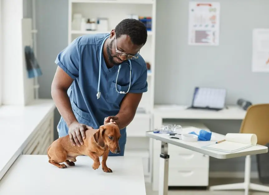 Cushing's Disease in Dogs: A Common Hormonal Disorder