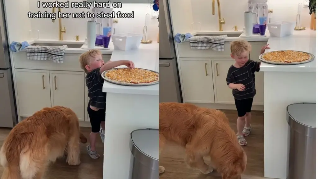 Dog's Secret Kitchen Alliance Exposed