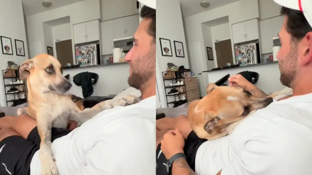 A Rescued Dog Finds Forever Home, Inspiring Many
