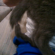 Damaged Tail