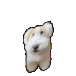 IMG 0694.gif