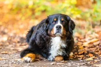 Nourishing Bernese Mountain Dog Puppies
