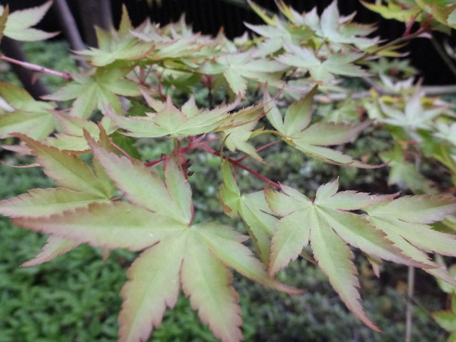 P1230888