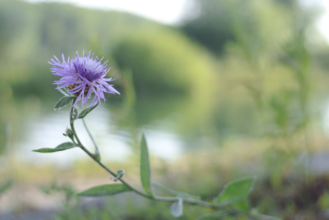 DSC5285-result.jpg