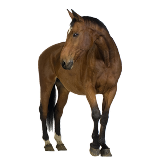 horse-PNG340-result