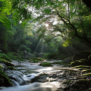 wp4610801-forest-river-wallpapers